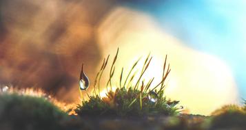 Moss Water Drop Drops Of