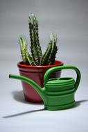 Cactus Plant Pot