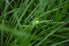 Lawn Plant Leaf