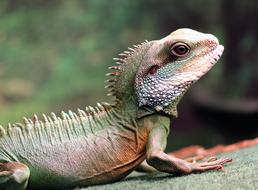 Chinese Water Dragon Green