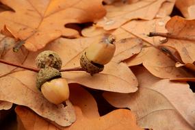 Acorns Acorn Autumn Leaves