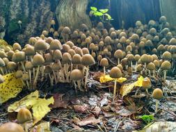 Mushrooms Forest