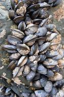 shells of marine mollusks