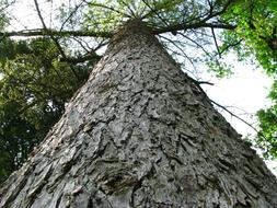 brown tree bark in the forest