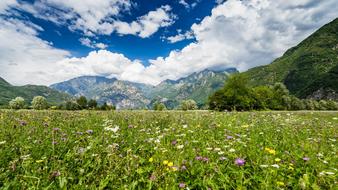 Landscape Valtellina Meadows