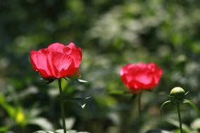 Nature Plants Flowers