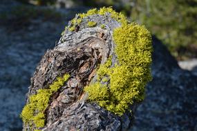 Nature Outdoors Moss