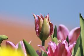 Tulip Lilies Spring