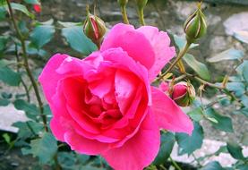 Flower Rose Plant