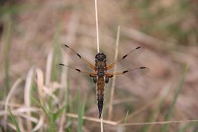 Dragonfly Wing Nature