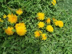 Summer Flower Nature