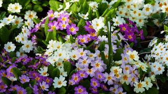 Nature Flowers Spring