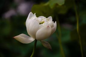Lotus Plant Nature