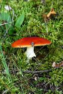 Mushroom Fly Agaric Red