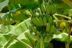 Dessert Banana Plant Nature