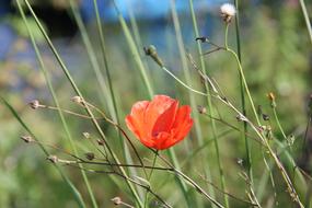 Poppy Field Flower Meadow