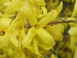 Forsythia Nature Flower