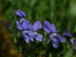 Violet In The Grass Macro