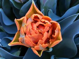 Amsterdam Flower Holland