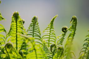 Leaf Plant Fern
