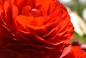 Ranunculus Flower