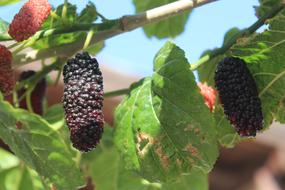 sweet blackberries on a tree