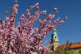 Flower Tree Blue Sky view