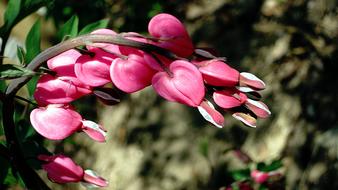 Nature Bleeding Heart