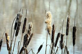 Nature Reed Cattail Pipe