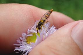 Nature Close Up Insect