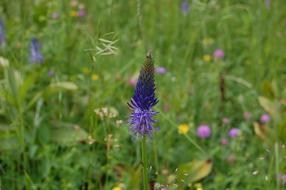 Nature Summer Flower