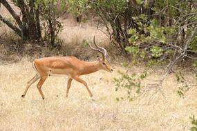 Nature Wildlife Animal