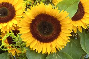 Sunflower Nature Blossom
