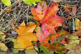 Foliage Colorful Leaves Autumn