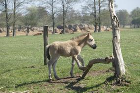 Mammals Animals Lawn