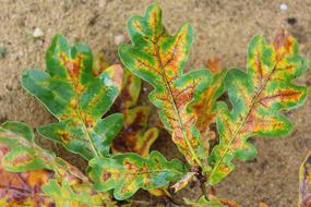 Oak Leaves Autumn Tree
