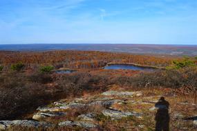 Park Landscape Trees