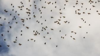 Birds Flock Wildlife Migratory