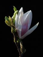 Magnolia Xsoulangeana Flower