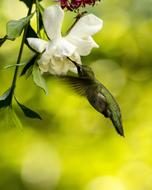 Blur photo of hummingbird by flower in garden