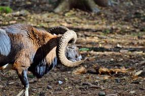 Mouflon Aries Wild Animal European
