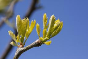 Honey Locust Gleditsia Triacanthos
