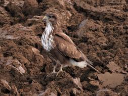 Nature Bird Wildlife