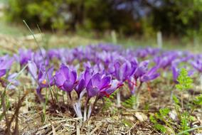 Saffron Crocus Sativus