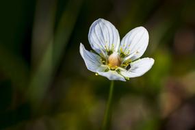 The Nature Of Flower