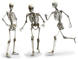 drawn three dancing skeletons on a white background