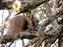 Tree Nature Wood Open