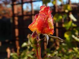 Nature Flower Outdoors