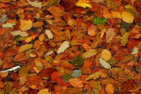 Leaves Autumn Forest Golden