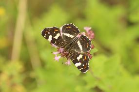 Nature Insect Animal